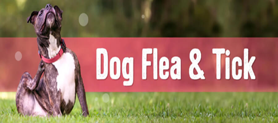 Best Flea and Tick Collars for Dogs: A Complete Guide